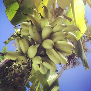 pousada tropicana