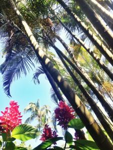 pousada tropicana