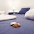 blue barcelona