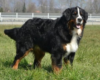 hotel chalet bergblick