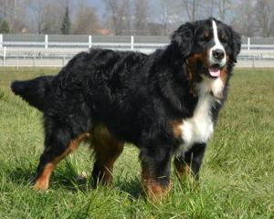 hotel chalet bergblick