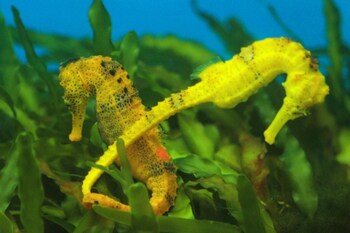 hotel pousada butias