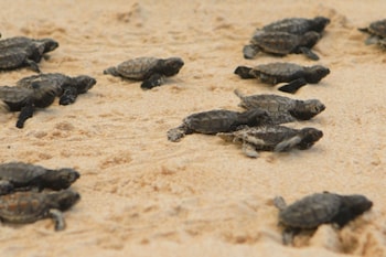 hotel pousada butias