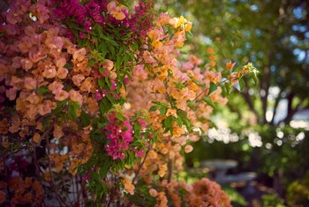 corner house residence