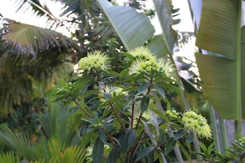 coral palm villa and apartments