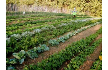 oasi di galbusera bianca