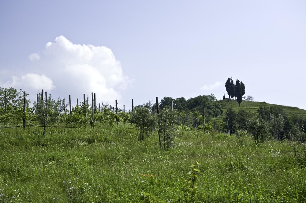 oasi di galbusera bianca