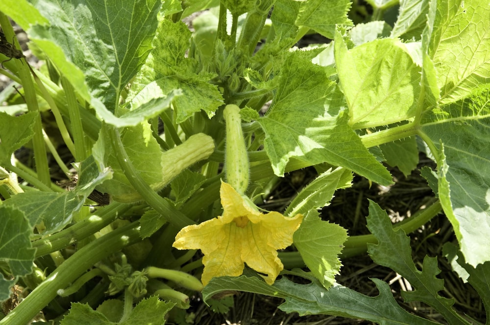 oasi di galbusera bianca