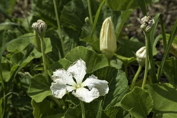 oasi di galbusera bianca