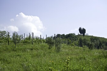 oasi di galbusera bianca