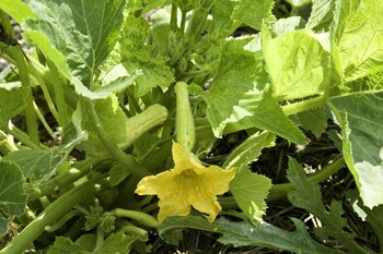 oasi di galbusera bianca