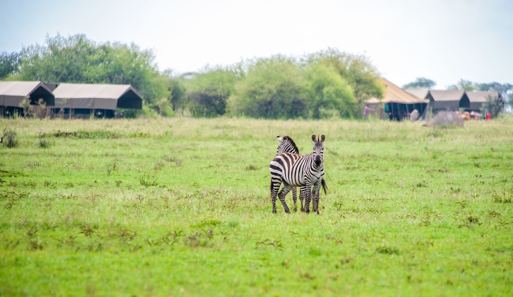 kananga special tented camp