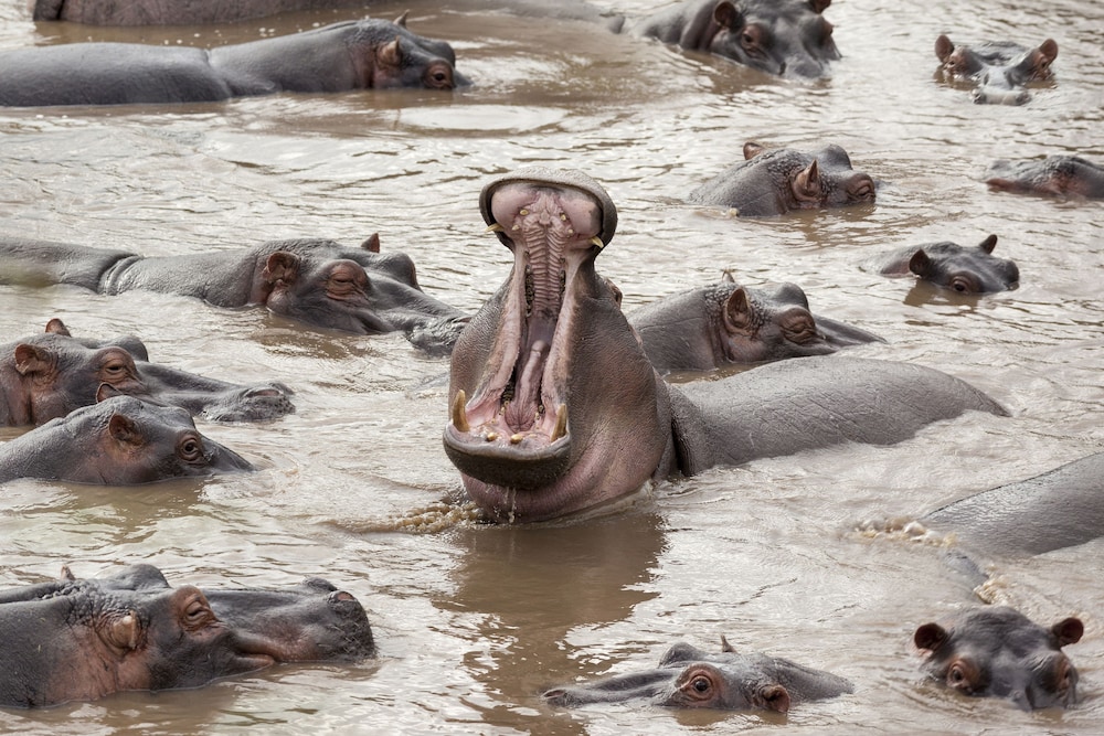 serengeti