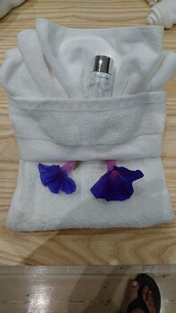 two fat owls guesthouse