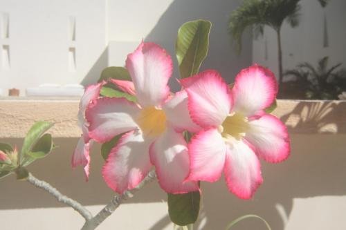 Tierra Del Mar Hotel - Adults Only,Isla Holbox>>Holbox,3 star