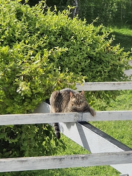 les roulottes de la brauderie