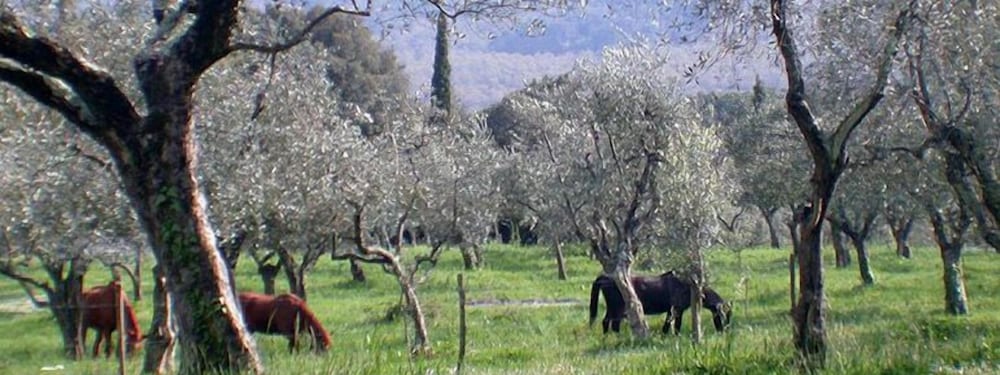 tenuta la bandita