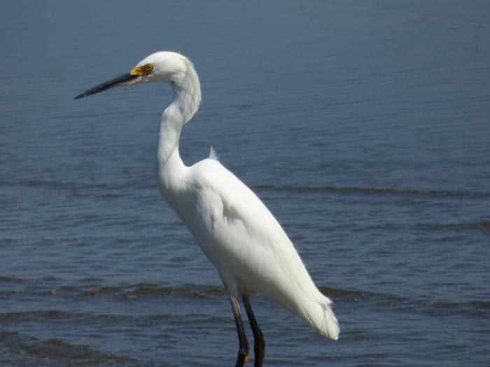 corcovado beach lodge