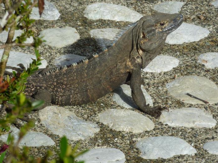 corcovado beach lodge