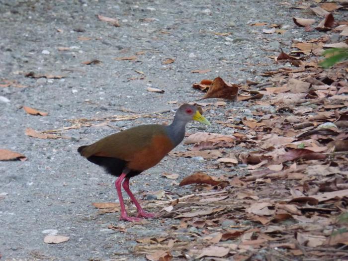 corcovado beach lodge