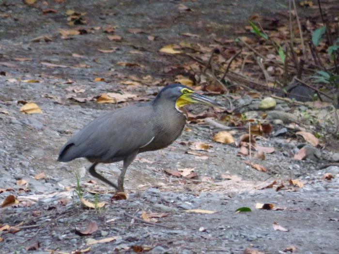 corcovado beach lodge