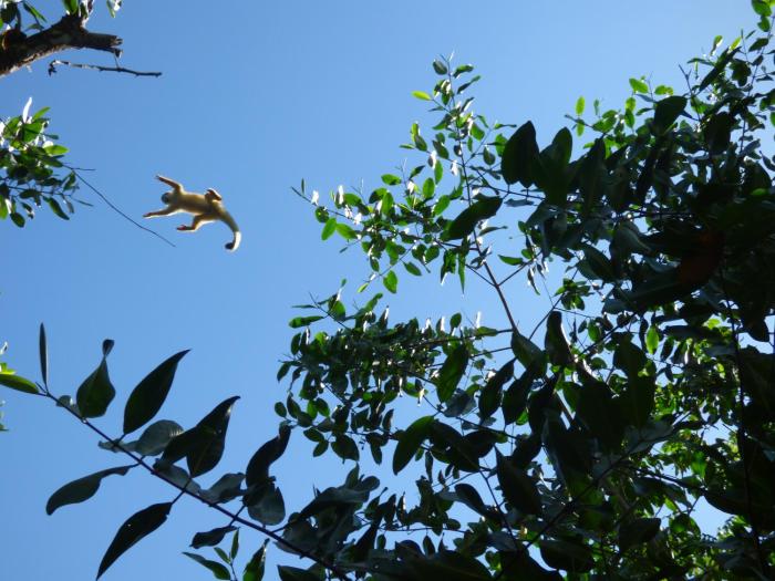 corcovado beach lodge