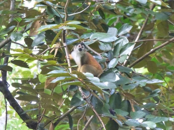 corcovado beach lodge