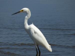 corcovado beach lodge