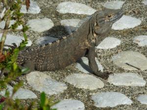 corcovado beach lodge