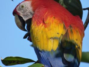 corcovado beach lodge