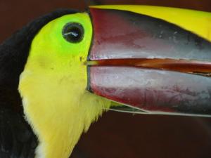 corcovado beach lodge