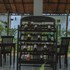 tanei angkor resort and spa