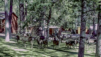 canyon cabins