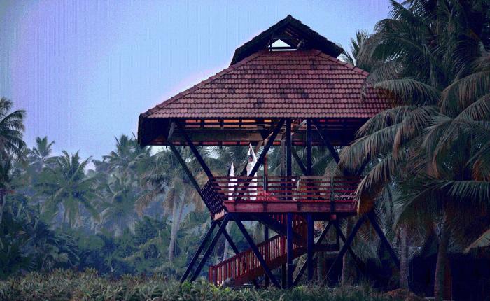 vayalar