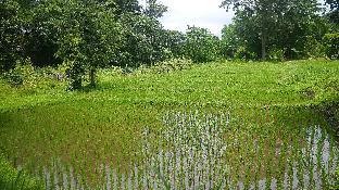 pho rak nah pai guesthouse