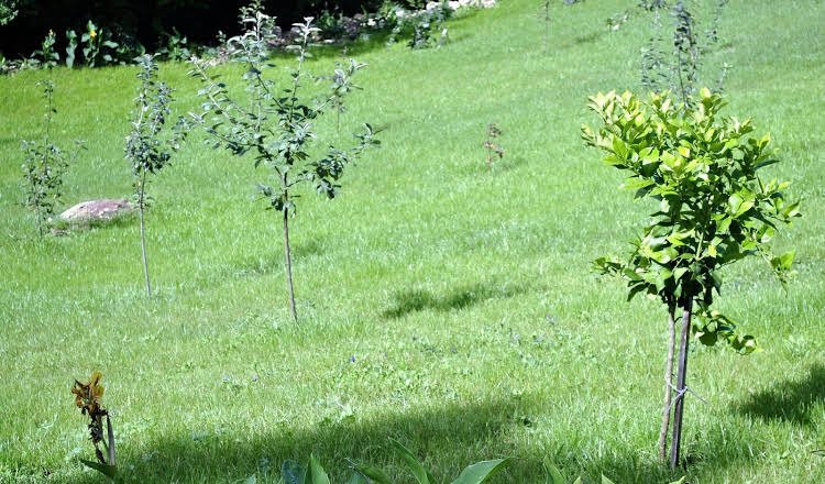 apartamentos navalin