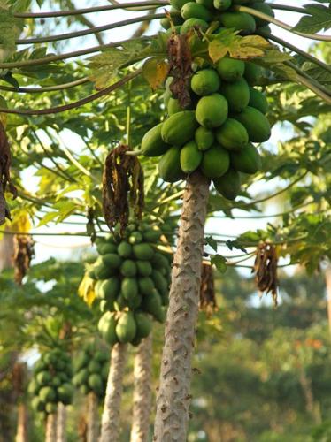 ifieleele plantation