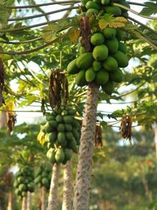 ifieleele plantation