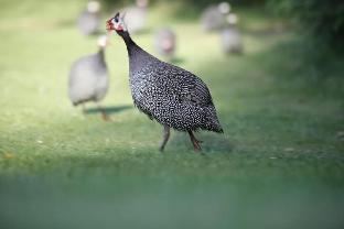 woudschoten hotel and conferentiecentrum