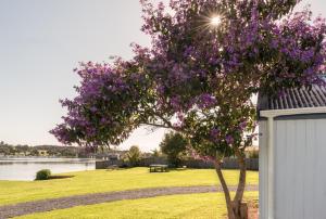 waitangi holiday park