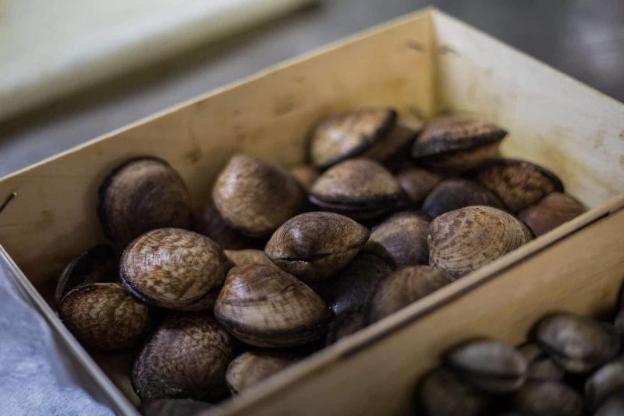 saintes maries de la mer