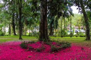 pousada chacara das acacias