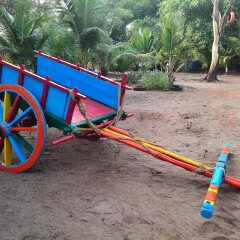 dapoli