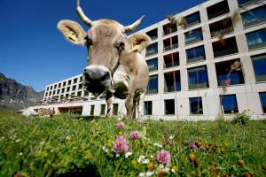 frutt mountain resort