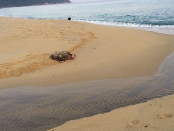 marine blue yakushima