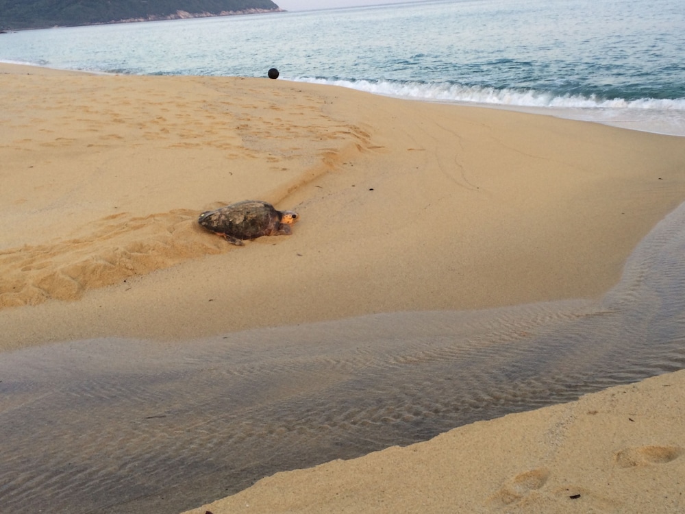 marine blue yakushima