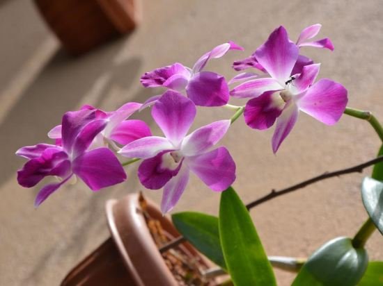 othashy airport hotel