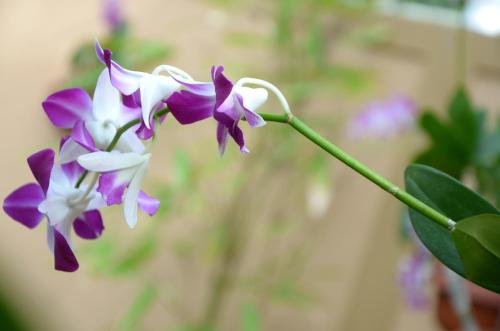 othashy airport hotel