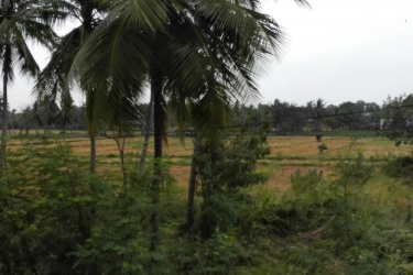 Salubrious Resort,Nachchadoowa>>Anuradhapura,3 star