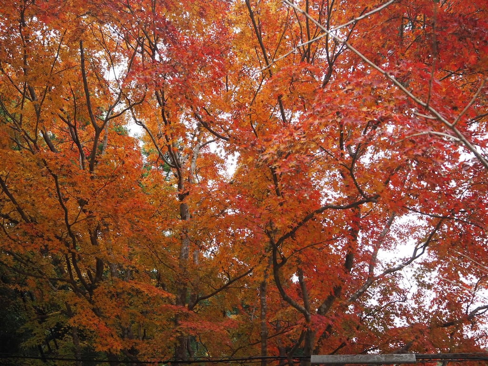 hotel woo adults only